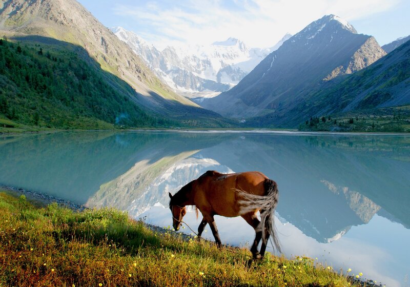 Brown Horse Grazing — Green, Serene, Morning, Photograph, Mountain