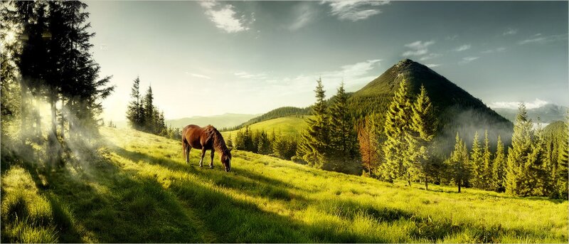 Brown Horse Grazing — Green, Serene, Morning, Photograph