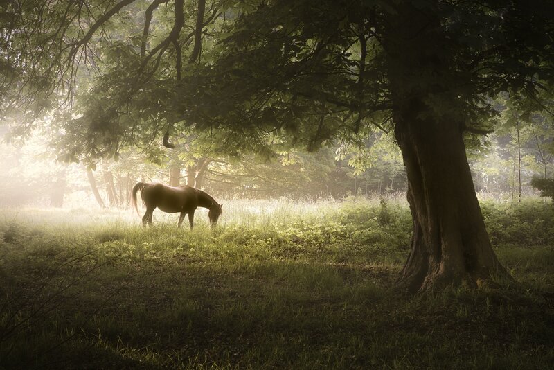 Brown Horse Grazing — Green, Serene, Morning, Photograph, Tree