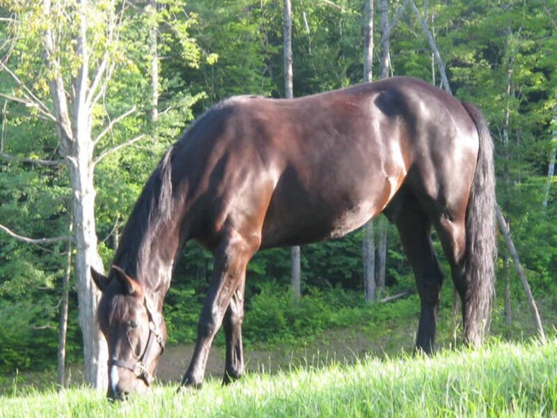 Brown Horse Grazing — Green, Serene
