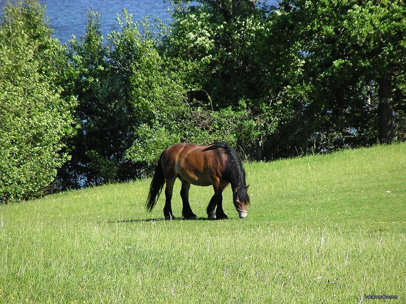 Brown Horse Grazing — Green