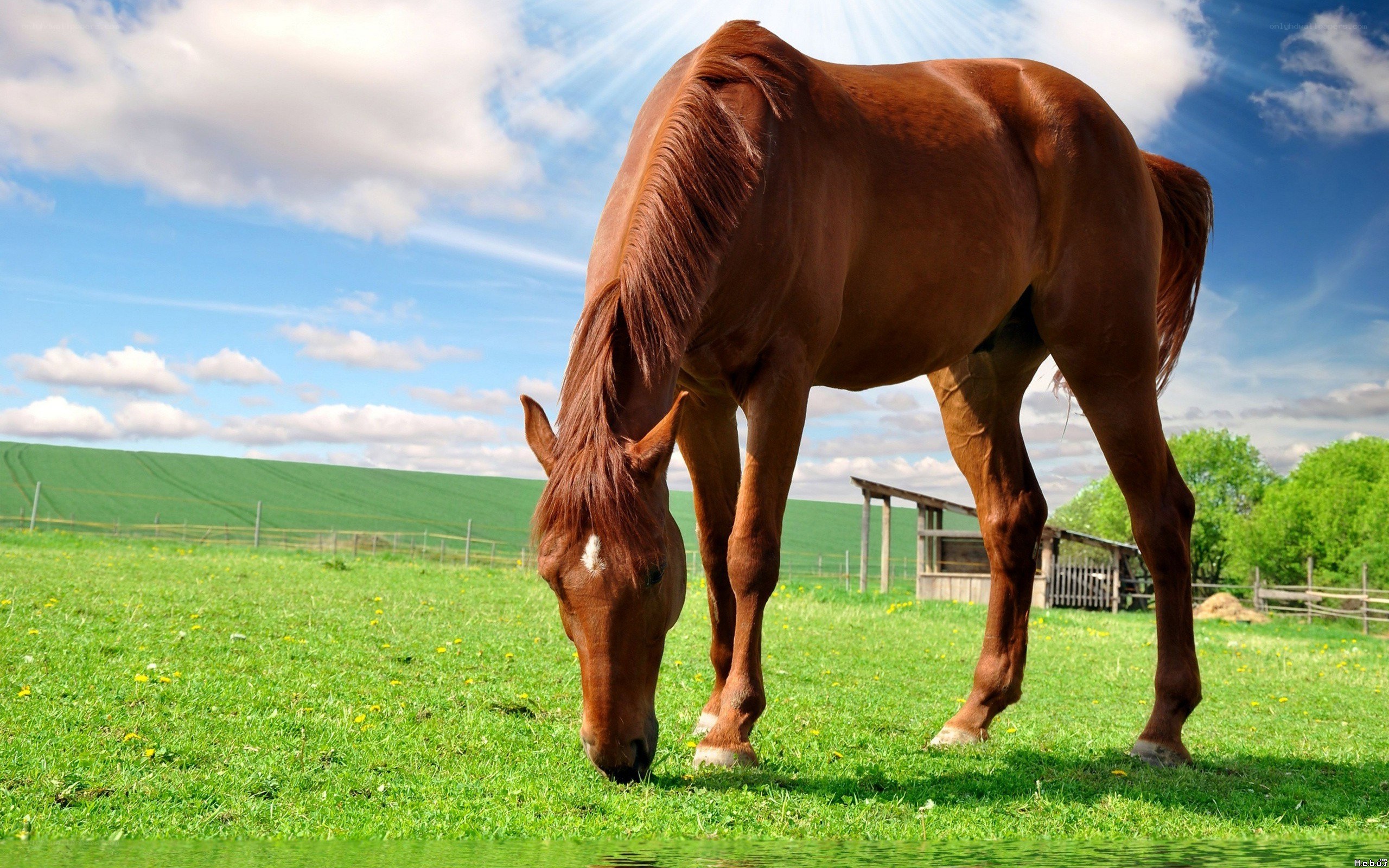 Brown horse grazing in a field