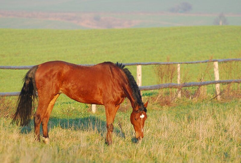 Brown horse grazing in a field