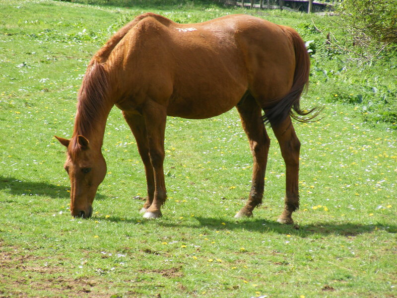 Brown horse grazing in a field