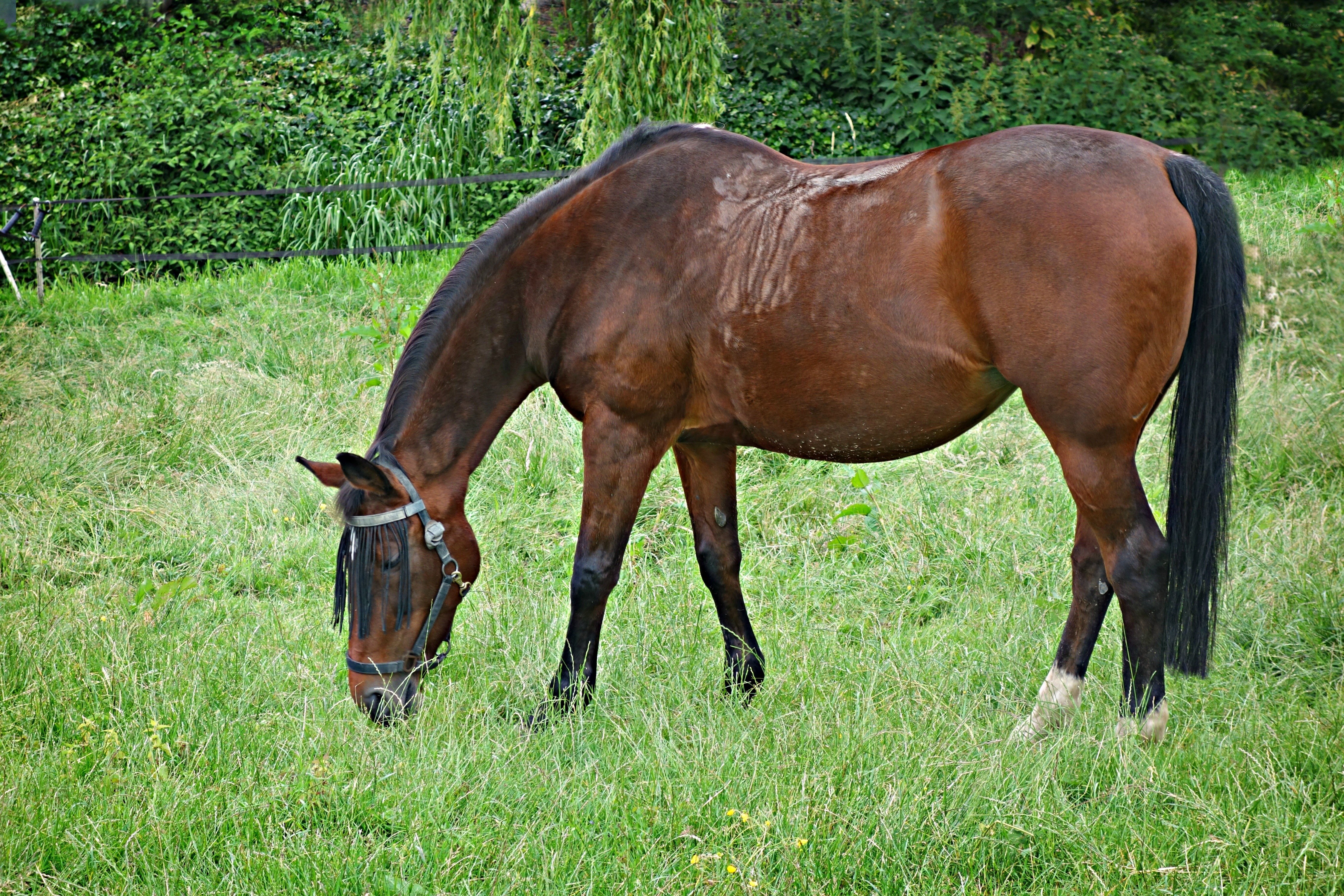 Brown horse grazing in a field
