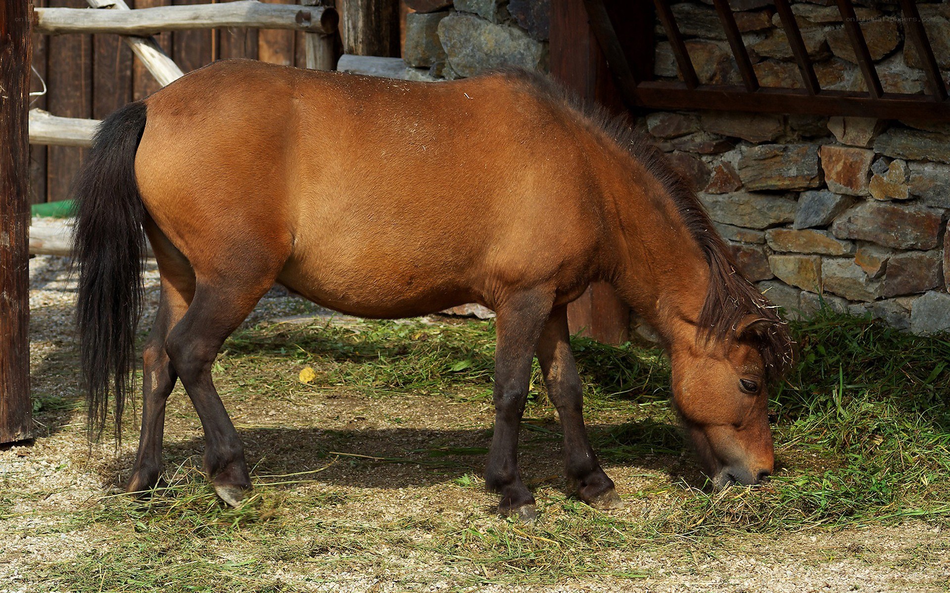 Brown horse grazing in a paddock