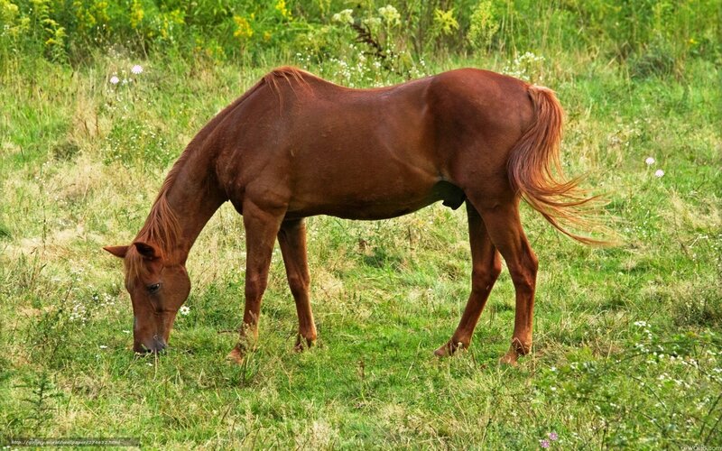 brown horse grazing in field