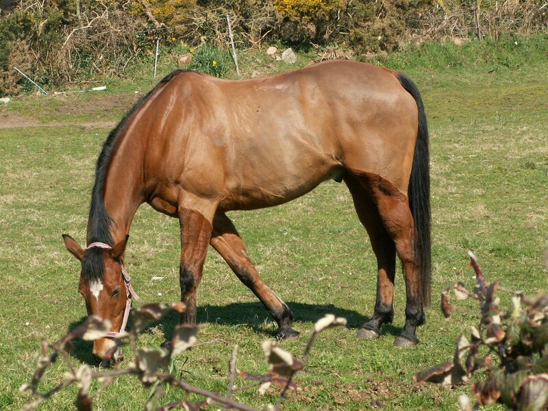 brown horse grazing in field