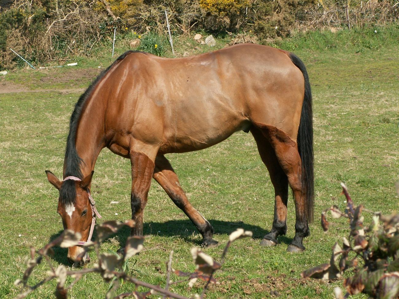 brown horse grazing in field