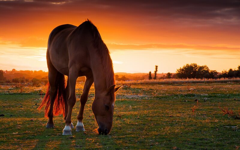 Brown Horse Grazing — Orange, Serene