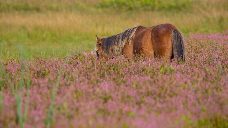 Brown Horse Grazing — Pink