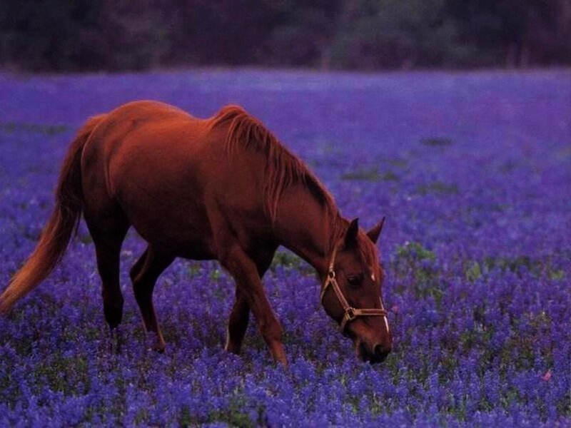 Brown Horse Grazing — Purple