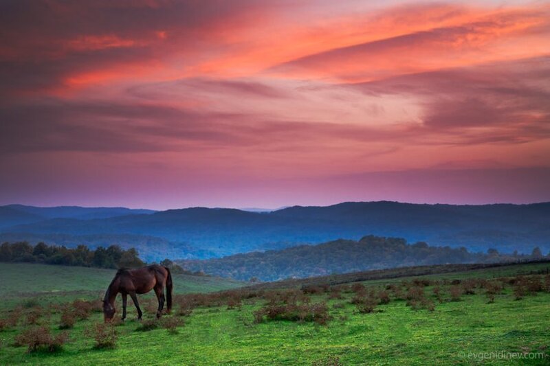 Brown Horse Grazing — Red