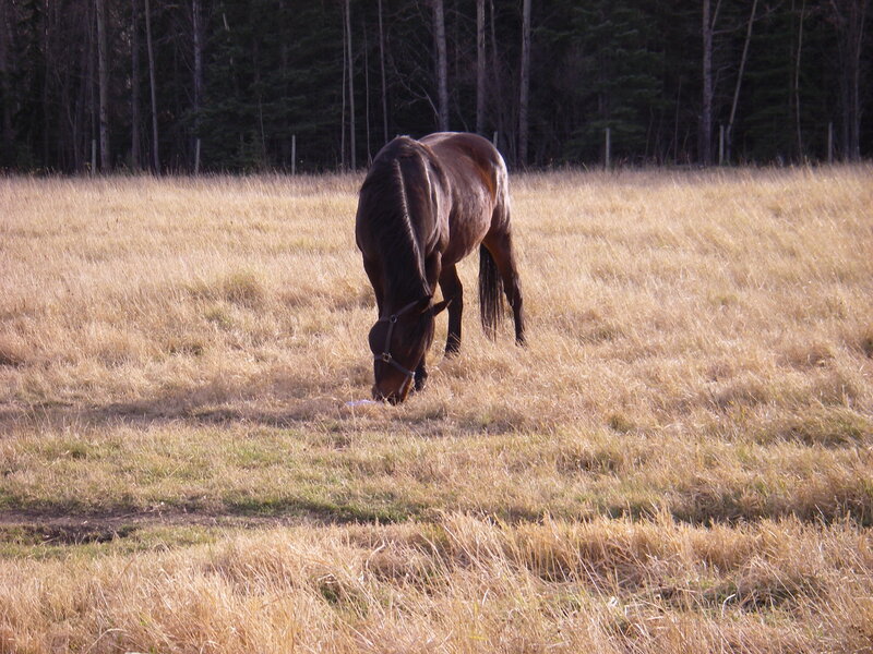 Brown Horse Grazing — Serene, Afternoon, Photograph, Field