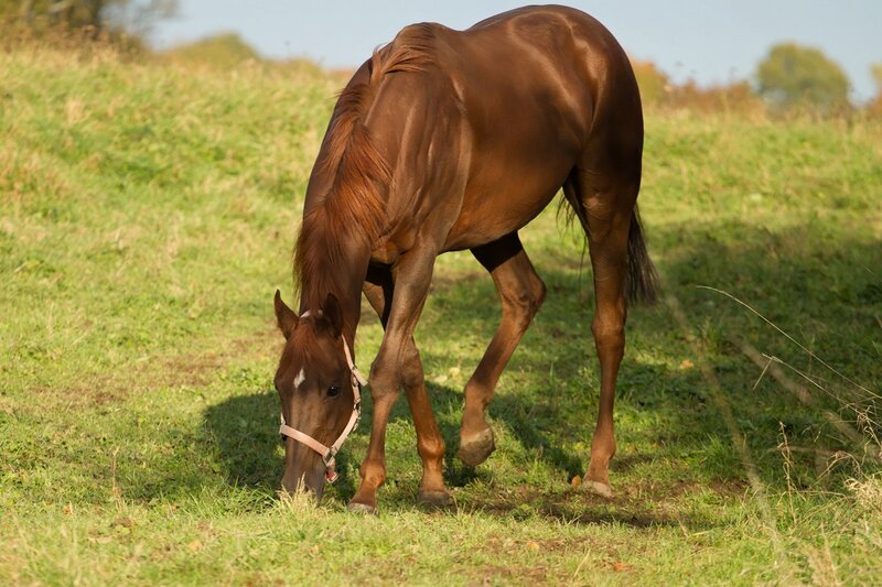 Brown Horse Grazing — Serene, Afternoon