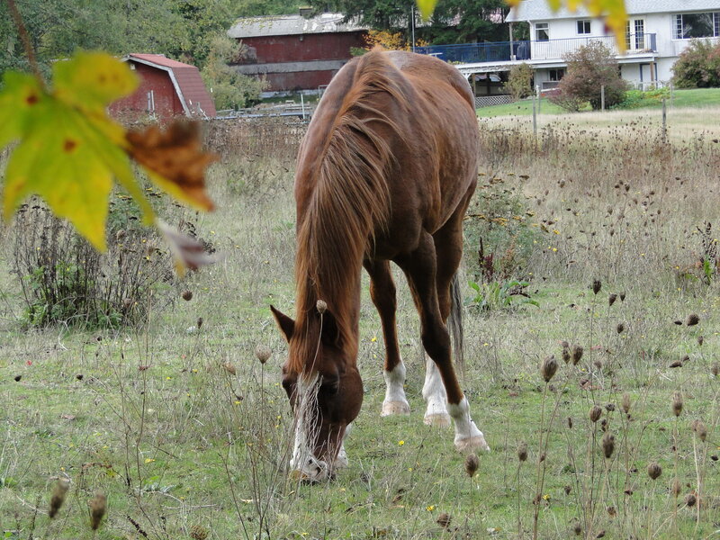 Brown Horse Grazing — Serene, Autumn