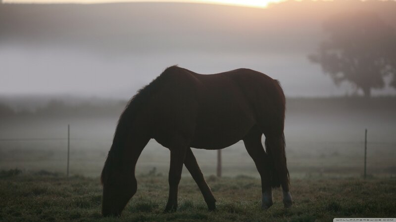 Brown Horse Grazing — Serene, Morning