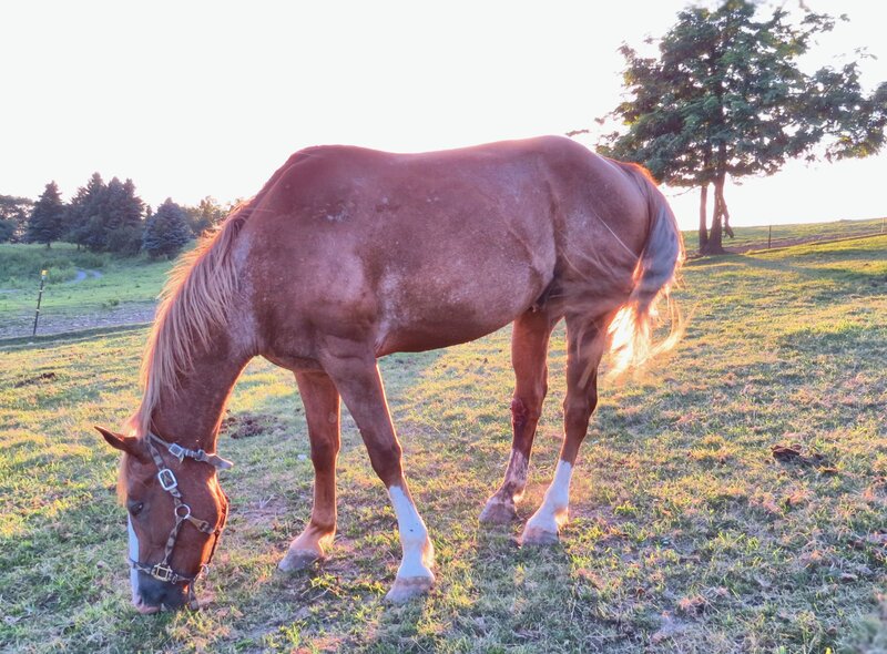 Brown Horse Grazing — Serene, Sunset