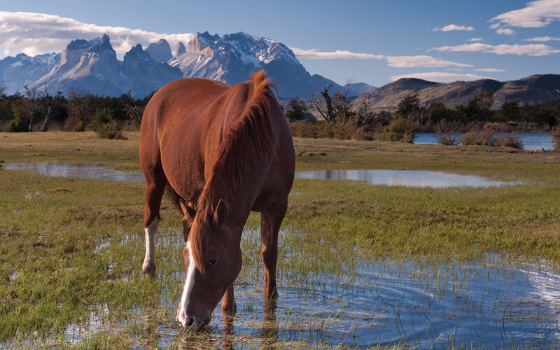 Brown Horse Grazing — Serene