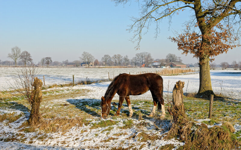Brown Horse Grazing — Serene, Winter