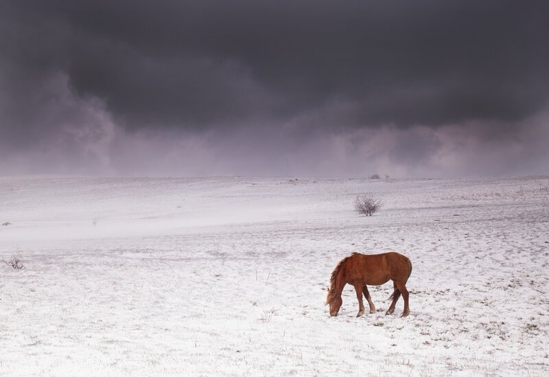 Brown Horse Grazing — White, Dramatic