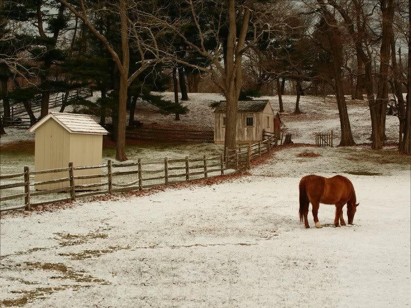 Brown Horse Grazing — White