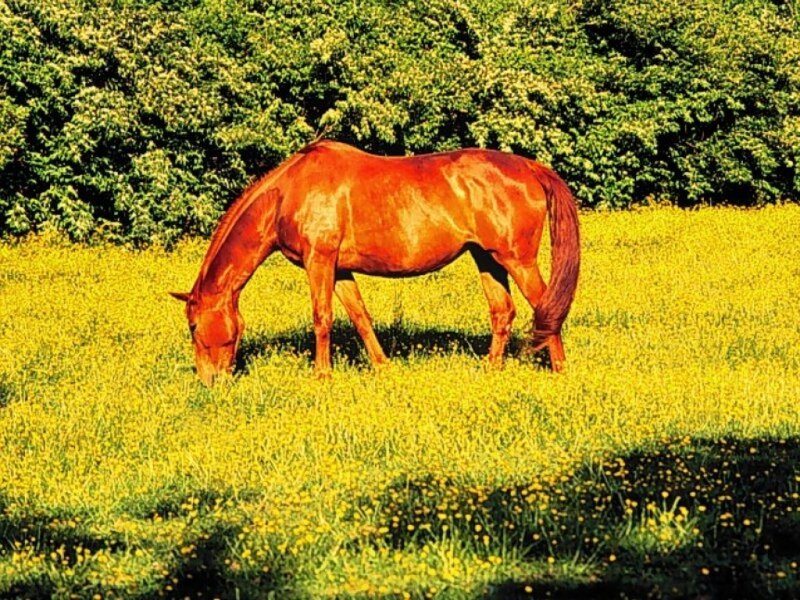 Brown Horse Grazing — Yellow