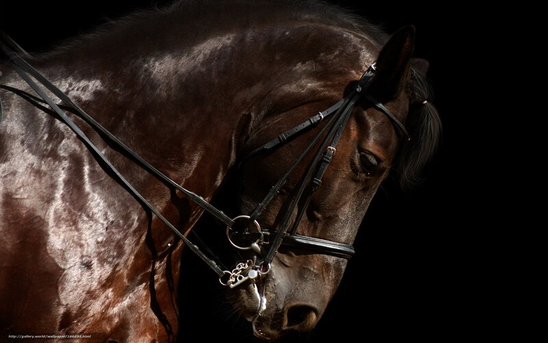 Brown Horse Head — Black, Dramatic, Photograph