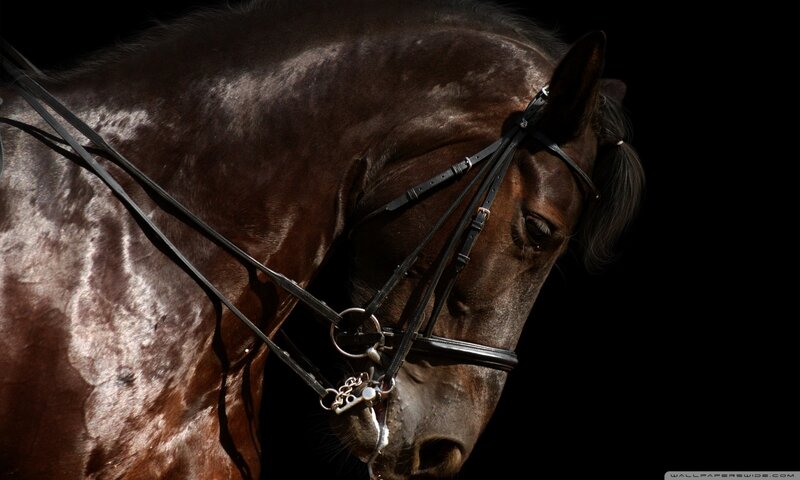 Brown Horse Head — Black, Dramatic