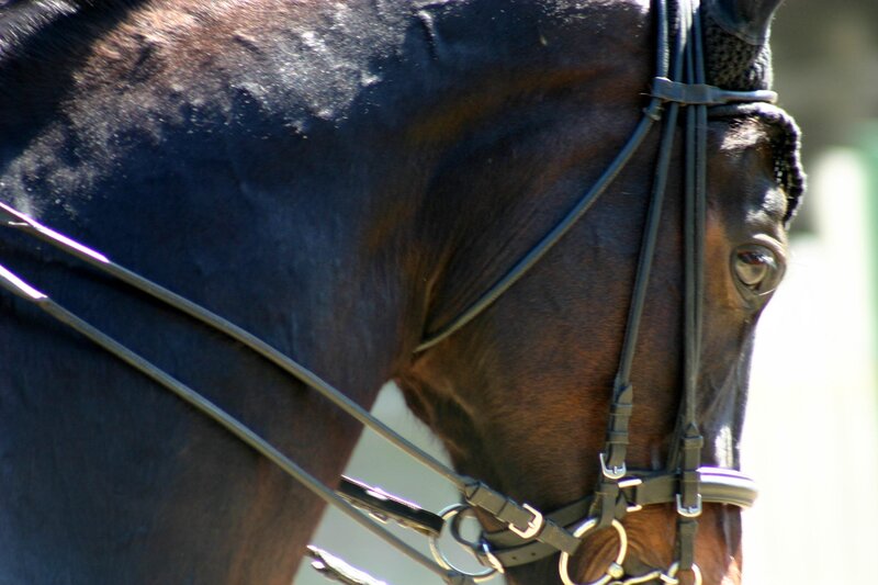 Brown Horse Head — Black