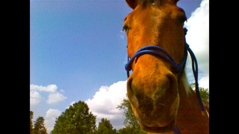 Brown Horse Head — Blue, Outdoor