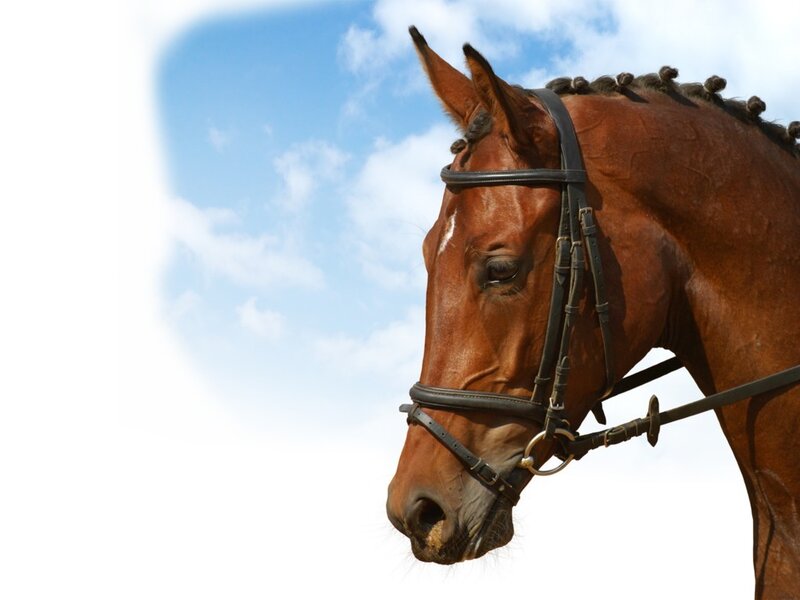 Brown Horse Head — Calm, Afternoon, Photograph, Sky