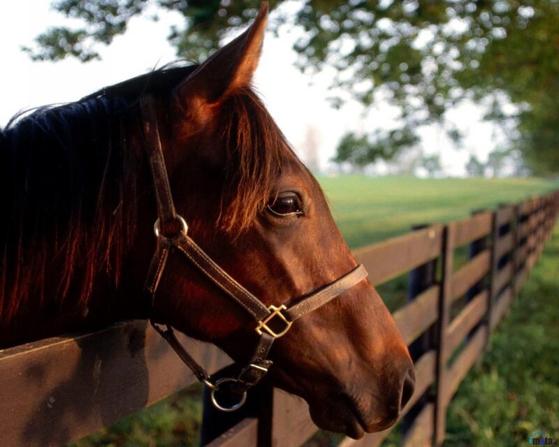 Brown Horse Head — Calm, Afternoon, Photograph