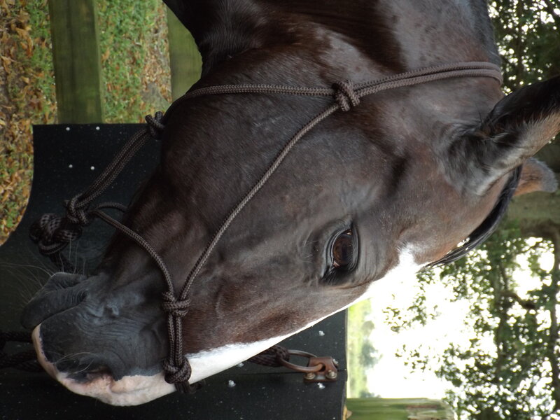 Brown Horse Head — Calm, Autumn, Photograph