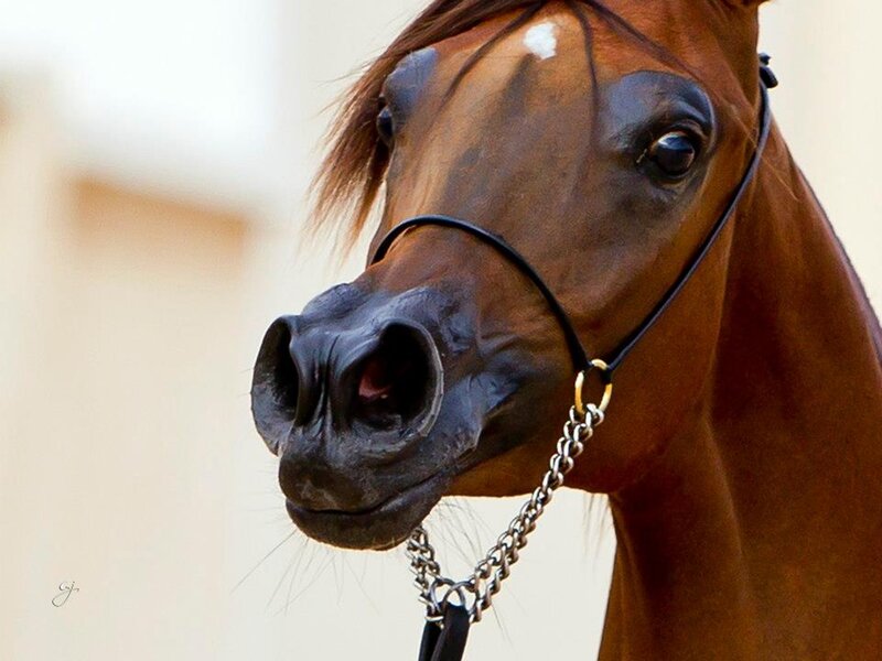 Brown Horse Head — Calm, Photograph, Bridle