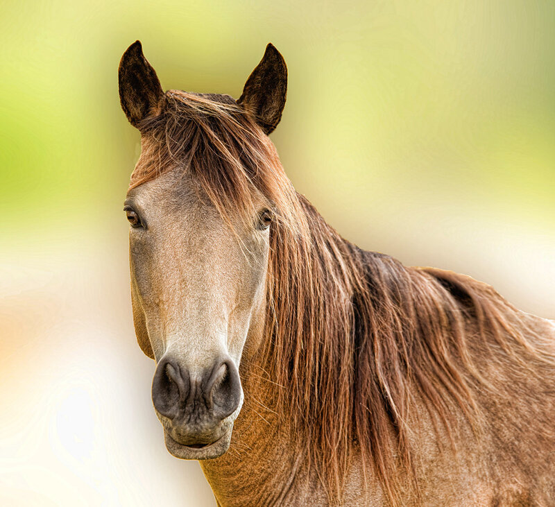 Brown Horse Head — Calm, Photograph, Ears