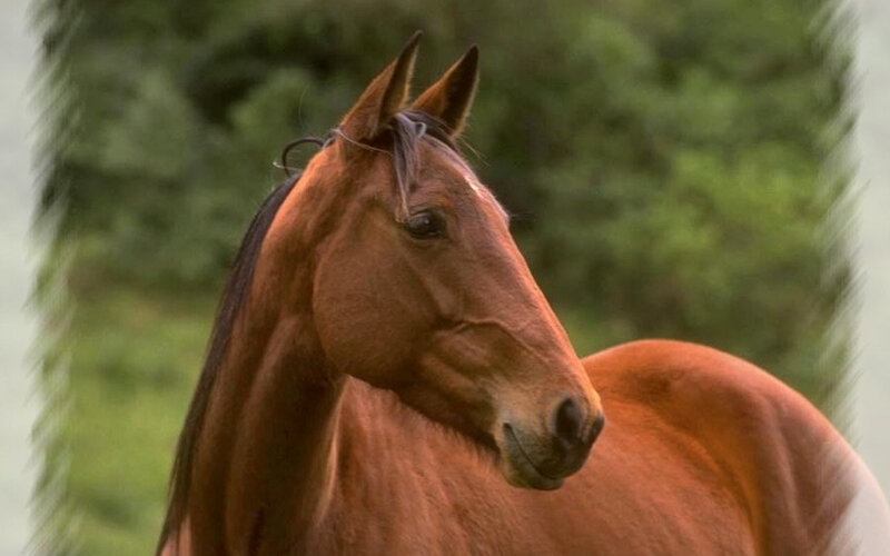 Brown Horse Head — Calm, Photograph, Green Trees