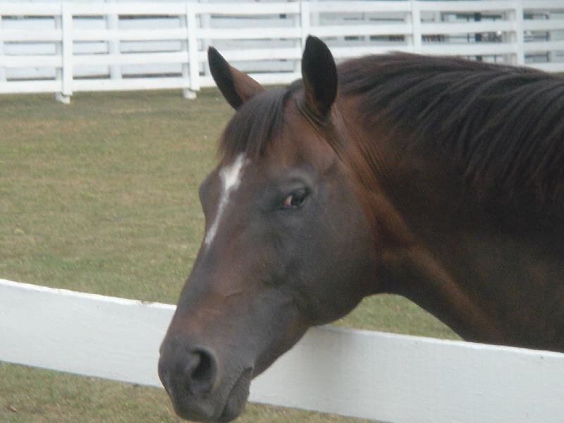Brown Horse Head — Calm, Photograph