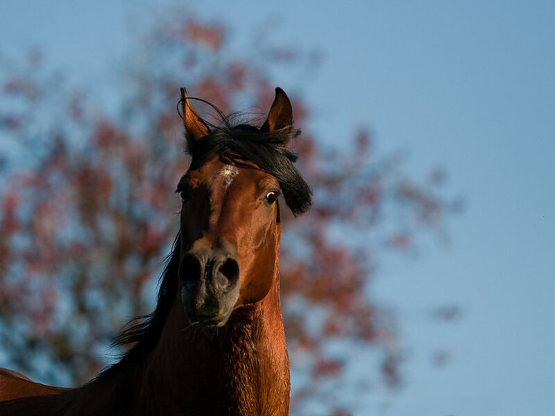 Brown Horse Head — Calm, Sunset