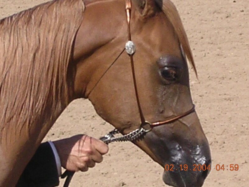 Brown Horse Head — Calm