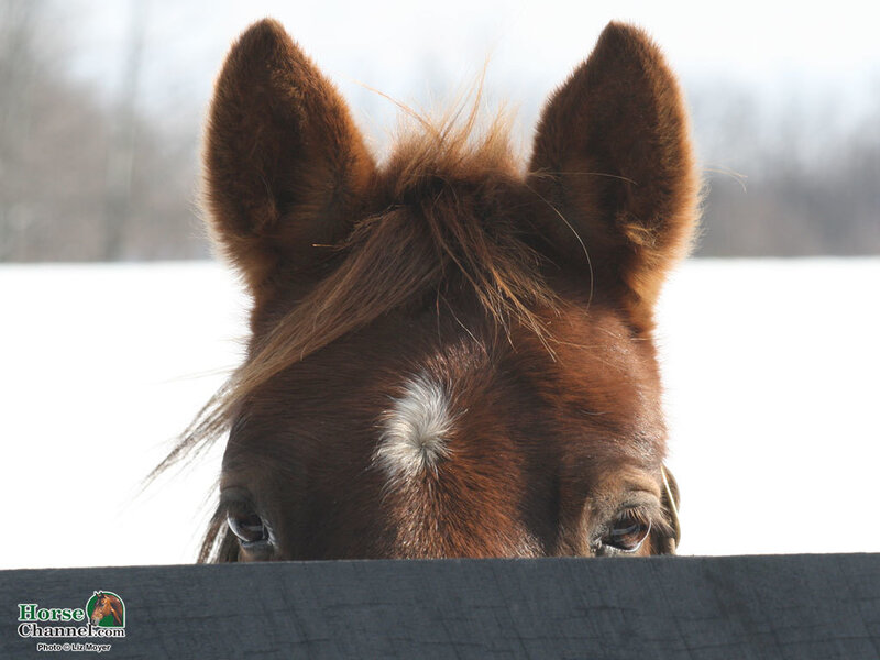 Brown Horse Head — Calm, Winter