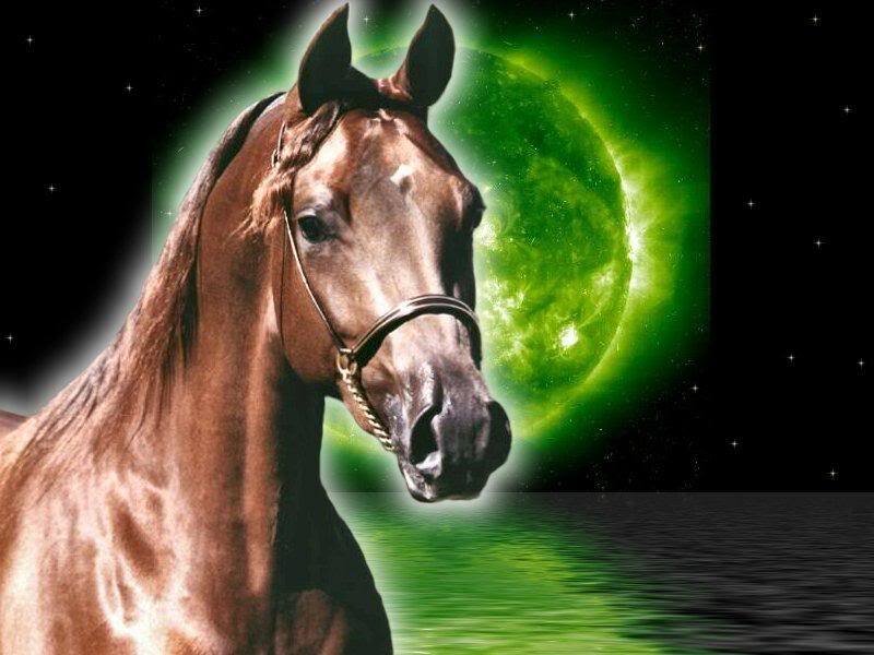 Brown Horse Head — Dramatic, Night