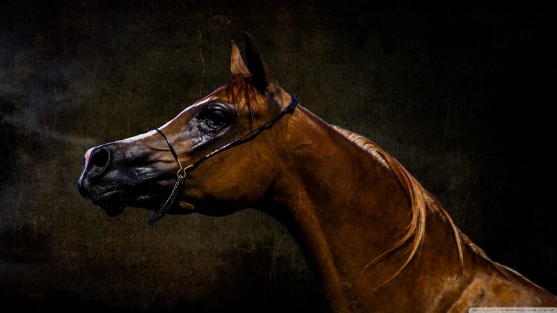 Brown Horse Head — Dramatic, Photograph, Bridle, Dark Background