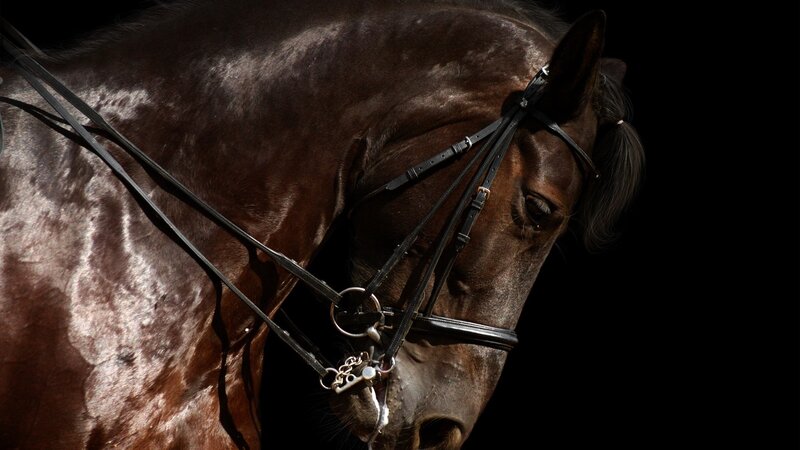 Brown Horse Head — Dramatic, Photograph, Bridle, Reins