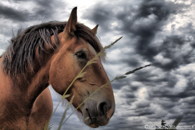 Brown Horse Head — Dramatic, Photograph, Clouds