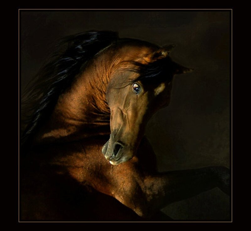 Brown Horse Head — Dramatic, Photograph, Dark Background, Mane