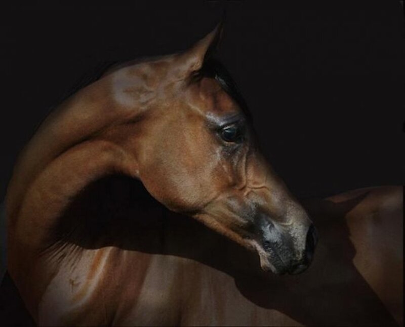 Brown Horse Head — Dramatic, Photograph, Dark Background