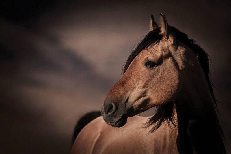Brown Horse Head — Dramatic, Photograph