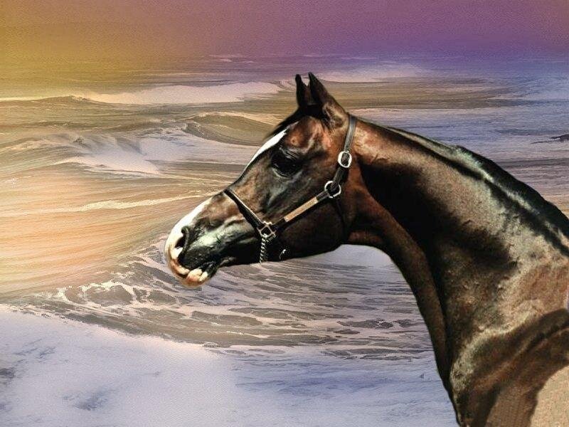 Brown Horse Head — Dramatic, Sunset