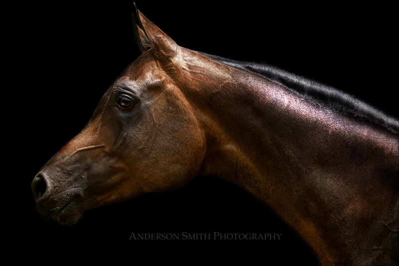 Brown Horse Head — Dramatic